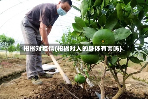 柑橘对疫情(柑橘对人的身体有害吗)