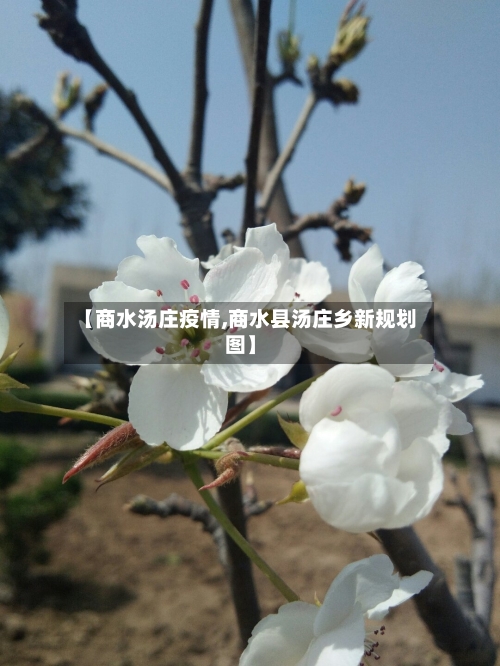 【商水汤庄疫情,商水县汤庄乡新规划图】