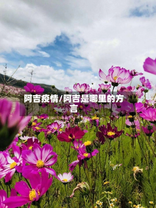 阿吉疫情/阿吉是哪里的方言