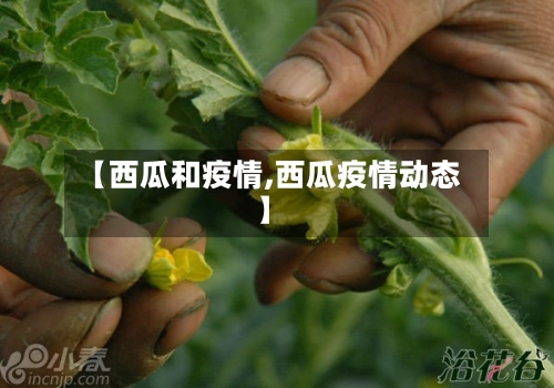 【西瓜和疫情,西瓜疫情动态】